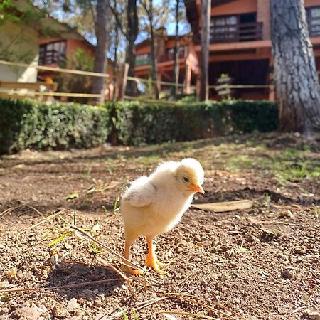 Cabanas Los Bosques Del Zembo Huasca de Ocampo Ngoại thất bức ảnh